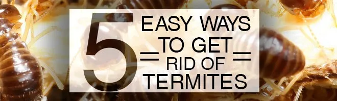 5 Easy ways to get rid of Termites